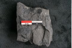 Foto (Detailansicht) von Thinnfeldia gracilis Ettingshausen (NHMW-GEO-2024-0188-10316)
